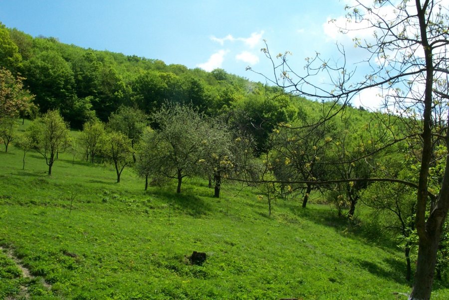 Растительность Болгарии